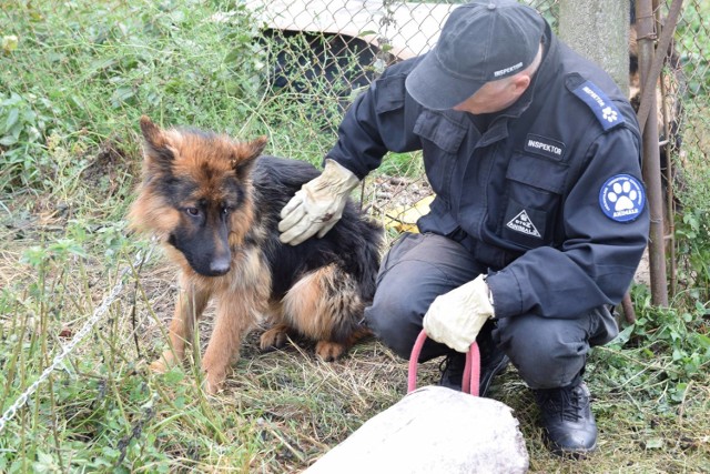 OTOZ Animals otrzymało zgłoszenie, że psy na jednej z posesji w gminie Ostaszewo są bite pałką policyjną, chude, niekarmione, niepojone i bez bud. Ich interwencja potwierdziła te informacje. Zwierzęta zostały odebrane właścicielowi.