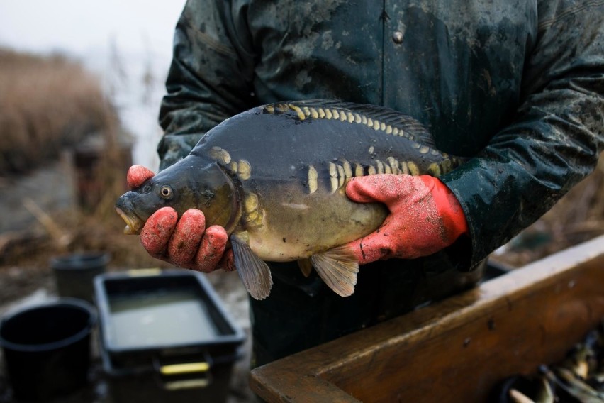 Karp cały - 10,99 zł/kg
Karp patroszony – 16,99 zł/kg
Tusza...