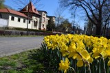 Wiosna w Nowej Soli. Ruszyły porządki w mieście. Pierwsze kwiaty kwitną, a będzie ich jeszcze więcej. Sprawdź, jakie rośliny ozdobią miasto