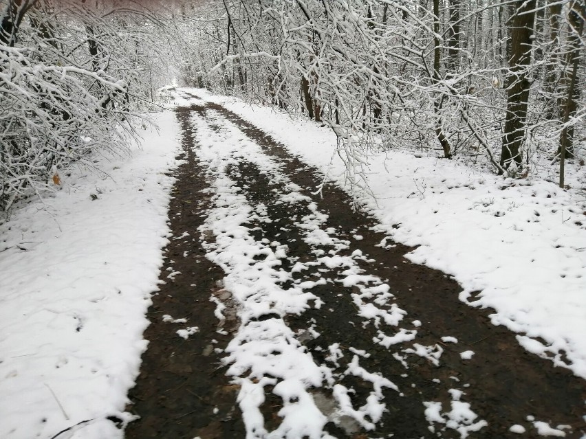 Śnieżne krajobrazy w Lesie Paprockim pod Zduńską Wolą ZDJĘCIA