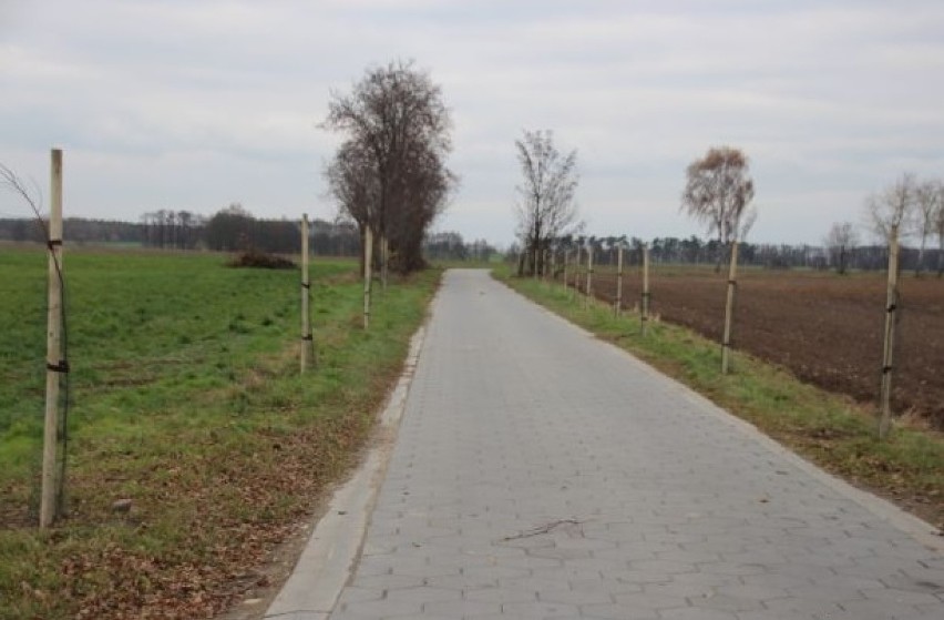 Posadzili 500 młodych drzew w gminie Osieczna [ZDJĘCIA]