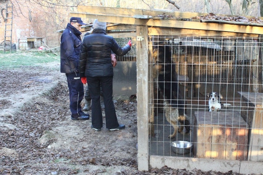 Bronice: Lubelscy Animalsi zabrali część psów ze schroniska