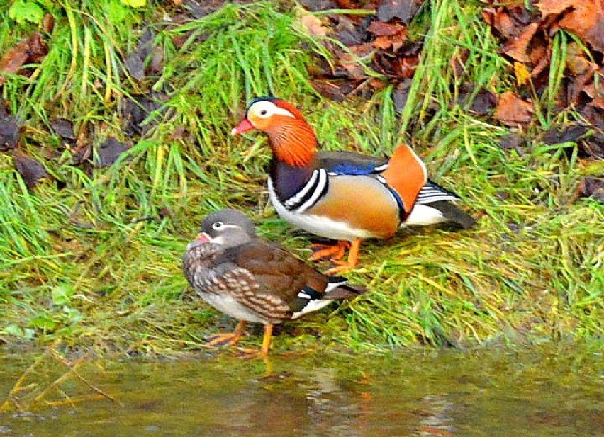 Sławno - kaczki mandarynki