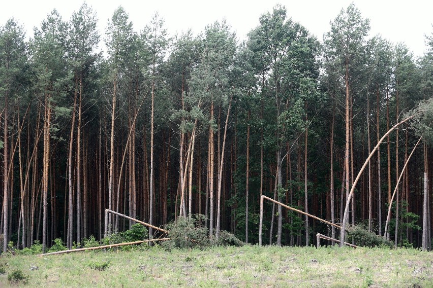 Nawałnica w powiecie piotrkowskim. Zerwane dachy, powalone...