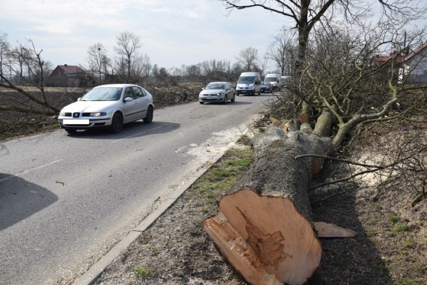 Żuławy. Stróza Mikoszewo - wycinka drzew