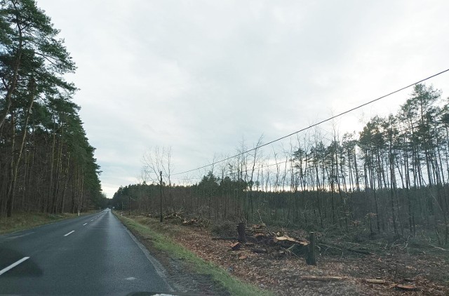 Koło Przydroża, na trasie Głogów - Sława wycięto ok. 2 hektarów lasu