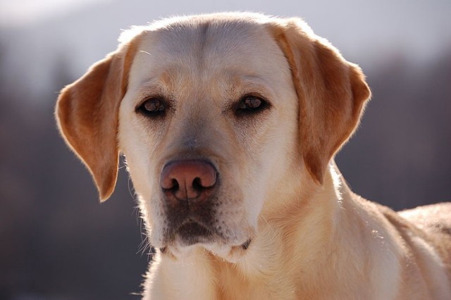 Labrador Retriever - rasa najczęściej używana przy dogoterapii