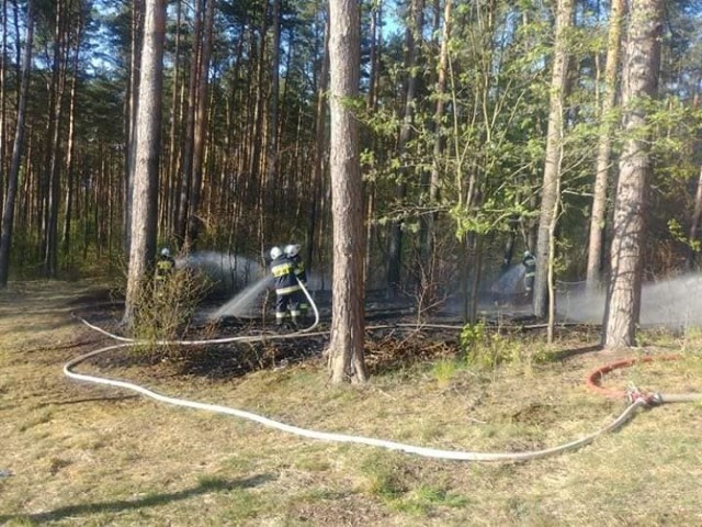 Pożar lasu w Śremie pomiędzy Kwilczem, a Sierakowem (27.04.2020).