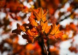Złota jesień zawitała do Ciechocinka i Aleksandrowa Kujawskiego. Zobaczcie te piękne zdjęcia jesieni naszych mieszkańców na Instagramie!