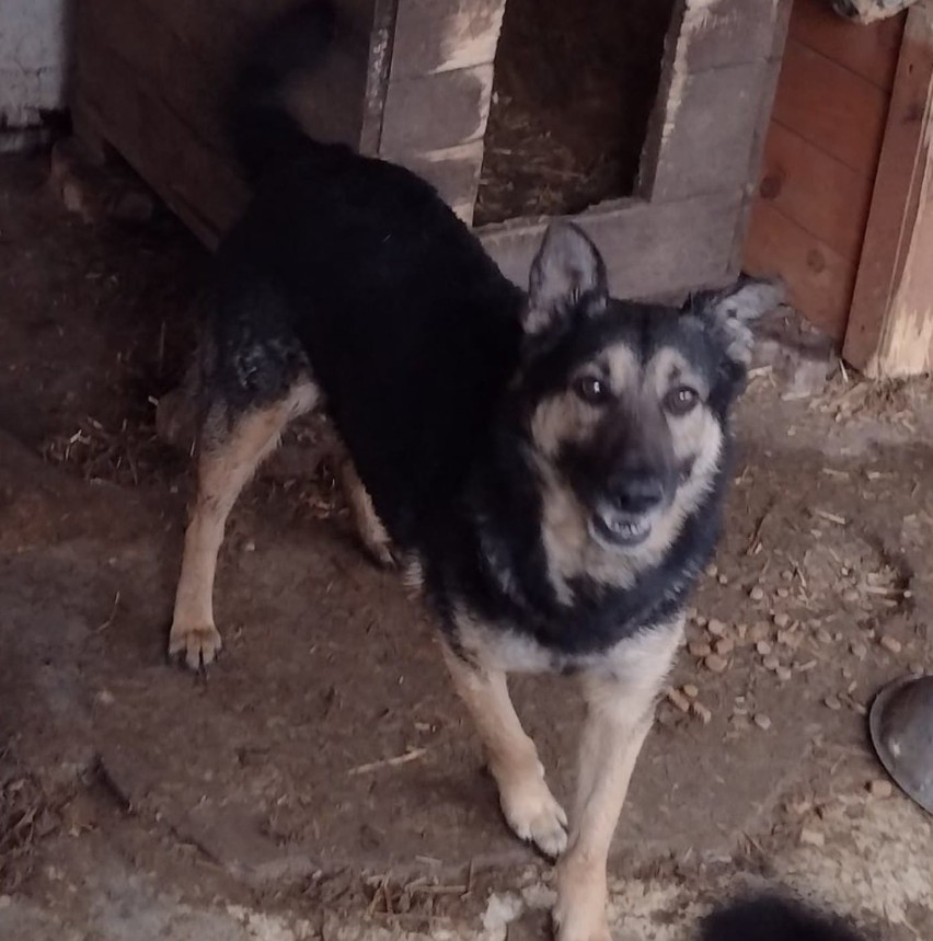 Te psy czekają adopcję w Schronisku w Tomaszowie Maz. Kto da im nowy dom? [ZDJĘCIA, KWIECIEŃ 2021]