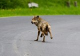 W Uhercach rozmawiono o problemach związanych z wilkami