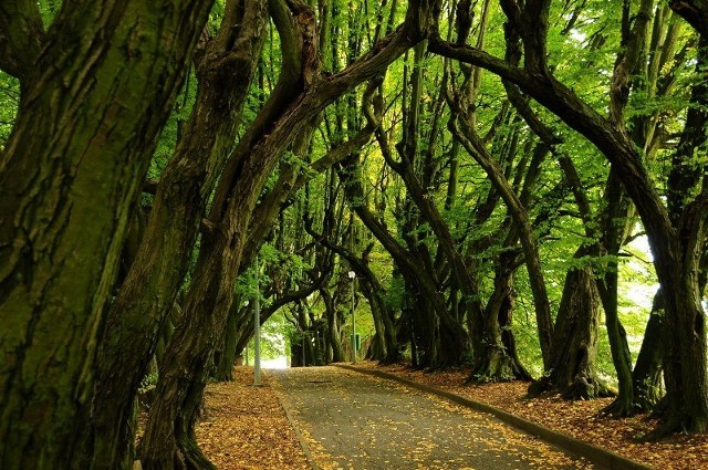 Park Żubra Złocieniec