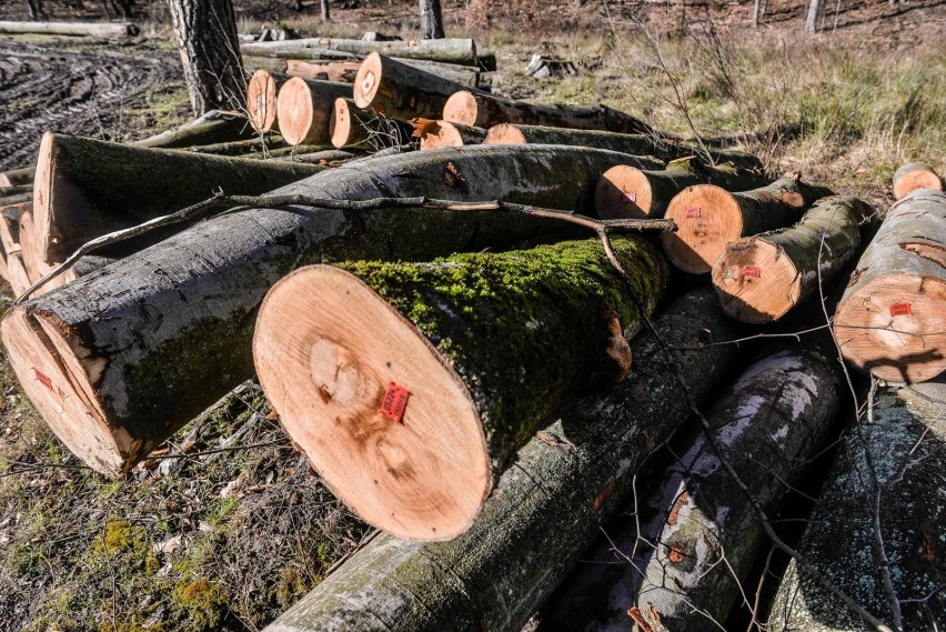 Wycinka drzew w Trójmiejskim Parku Krajobrazowym niepokoi...