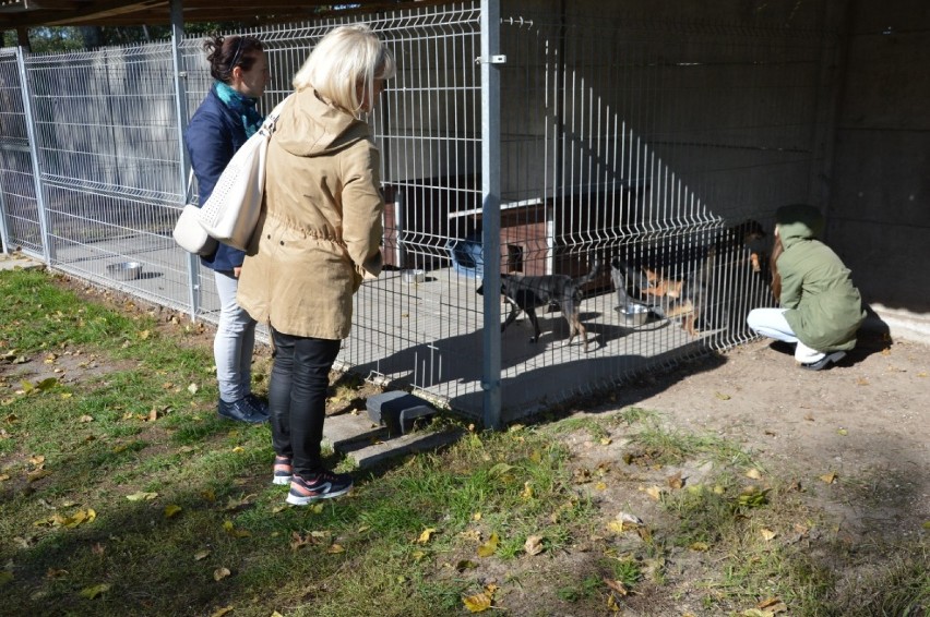 Bełchatów: Trwa Dzień otwarty w schronisku dla zwierząt. Psy i koty czekają na nowe domy