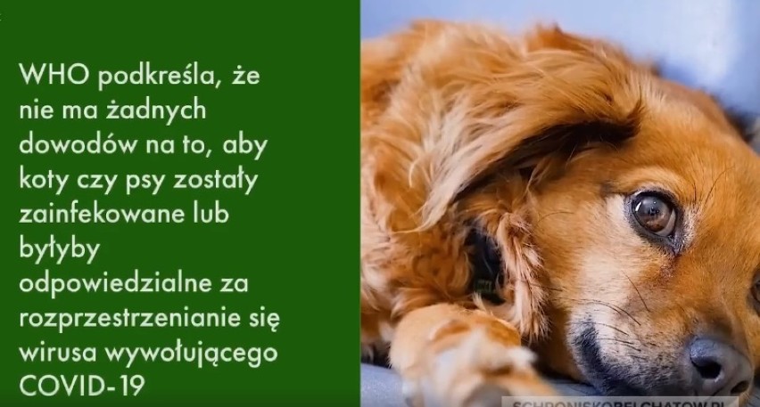 Materiały schroniska dla zwierząt w Bełchatowie