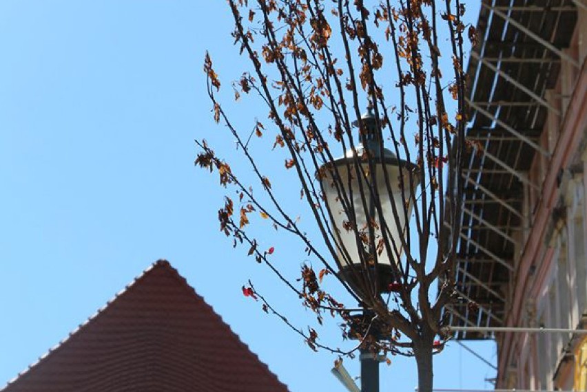 Nowe nasadzenia w centrum Żar zniszczono podlewając je...