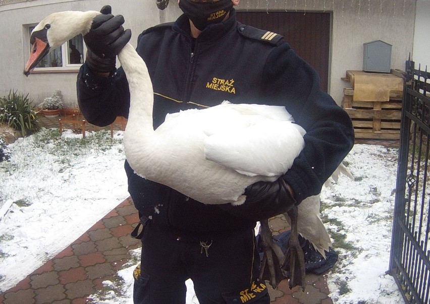 Łabędź – kolejarz ze Szczecinka. Z torów ściągali go strażnicy miejscy [zdjęcia]