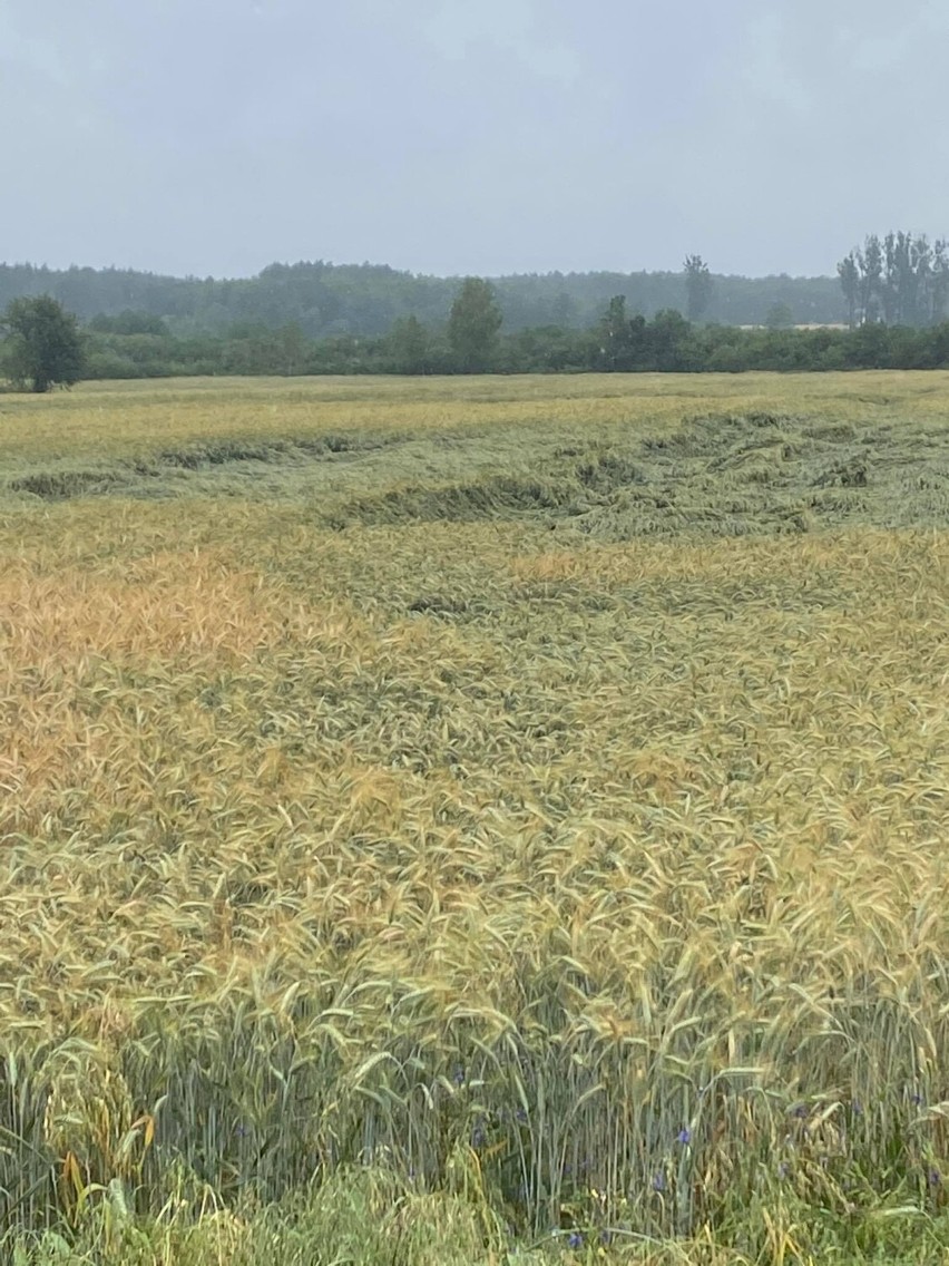 Nawalny deszcz i silny wiatr zniszczył uprawy w gminie Wierzbica. Zobacz zdjęcia