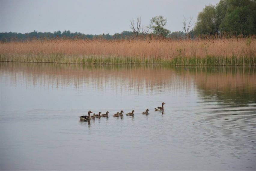 Zbąszyń. Wschód słońca. Radość o poranku. Jak dobrze...