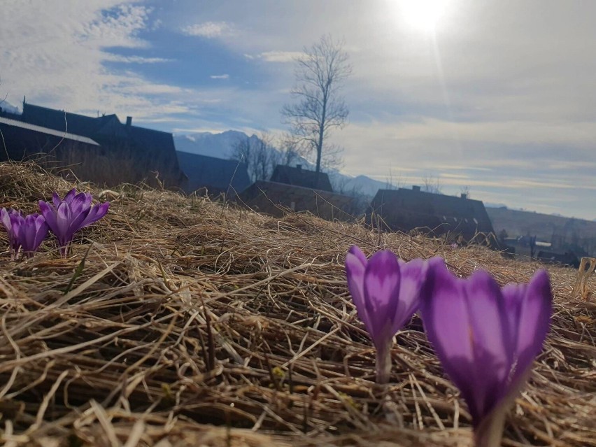 Sezon 2023 na krokusy powoli się rozpoczyna. W Zakopanem i pod Tatrami jest ich coraz więcej, w powietrzu czuć nadchodzącą wiosnę