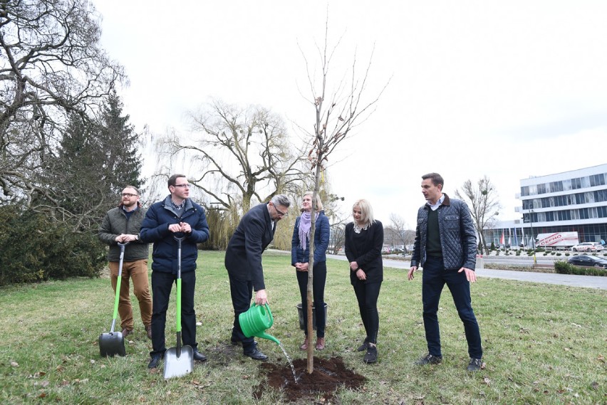 Akcja sadzenia drzew przez polityków PO w Toruniu