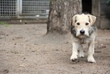 Dziś dzień psa - te czworonogi czekają na adopcję w Azorku