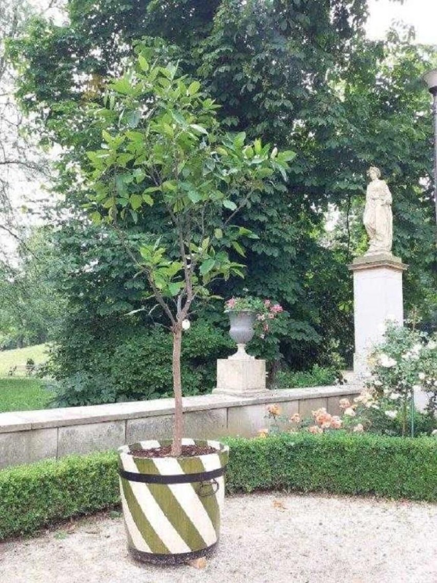 Sekretny, tajemniczy ogród w Wilanowie, czyli neorenesansowy ogród różany z XIX wieku