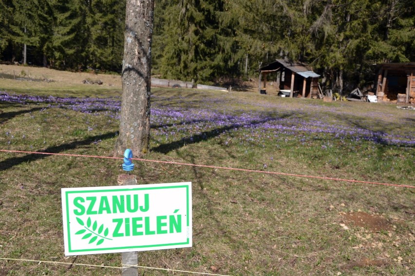 Ani kroku(s) dalej, czyli harce turystów w Dolinie Chochołowskiej