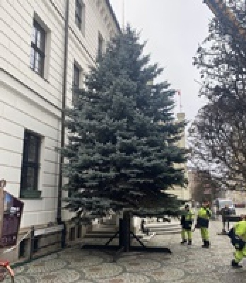 Choinka ma 12 metrów wysokości