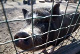 Akcent ZOO Białystok. Wietnamskie świnki na sprzedaż [FOTO]