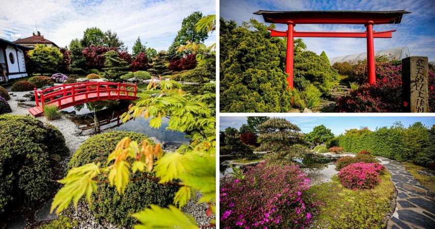 W tym ogrodzie jest jak w bajce - teraz kwitną najpiękniejsze azalie! Zobacz ogrody japońskie w Pisarzowicach