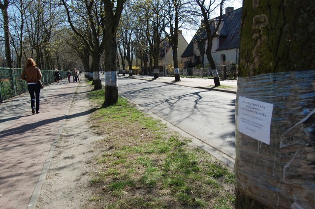 W  Lęborku taśmą nasączoną specjalnym środkiem obwiązano 240 drzew