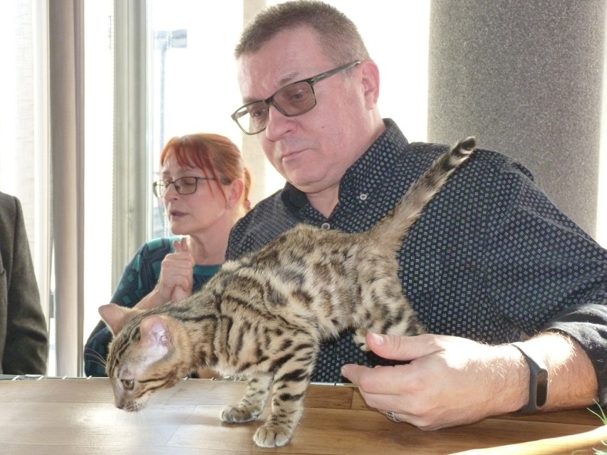 Wystawa kotów rasowych z okazji Dnia Kota w Miejskim Domu Kultury w Radomsku [ZDJĘCIA]