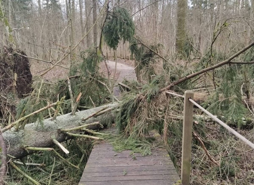 Wiatr połamał drzewa w Puszczy Białowieskiej. Zamknięta jest scieżka Żebra Żubra