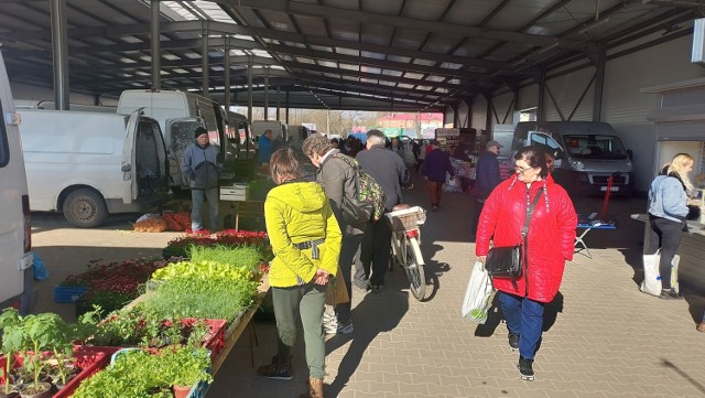 Mnóstwo osób w czwartek, 13 kwietnia robiło zakupy na targowisku Miejskim w Ostrowcu Świętokrzyskim. Kupowano pierwsze sadzonki warzyw.