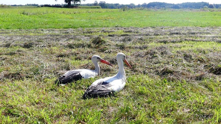Ptasi azyl warszawskiego ZOO wychował i wypuścił na wolność 15 bocianów. Czeka ich podróż do ciepłych krajów