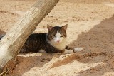Przygarnij kota ze schroniska dla bezdomnych zwierzt w Poznaniu [ZDJĘCIA]