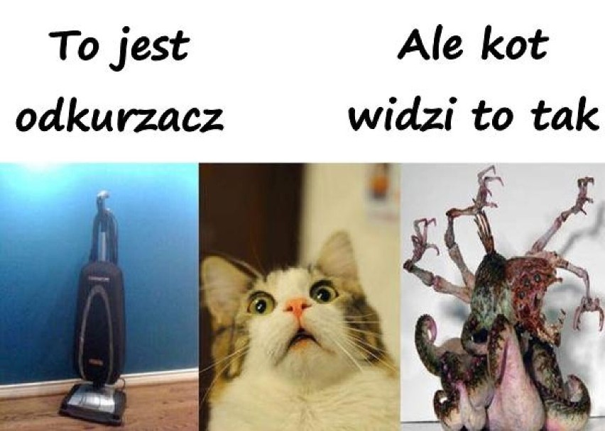 Zobacz najlepsze >>>