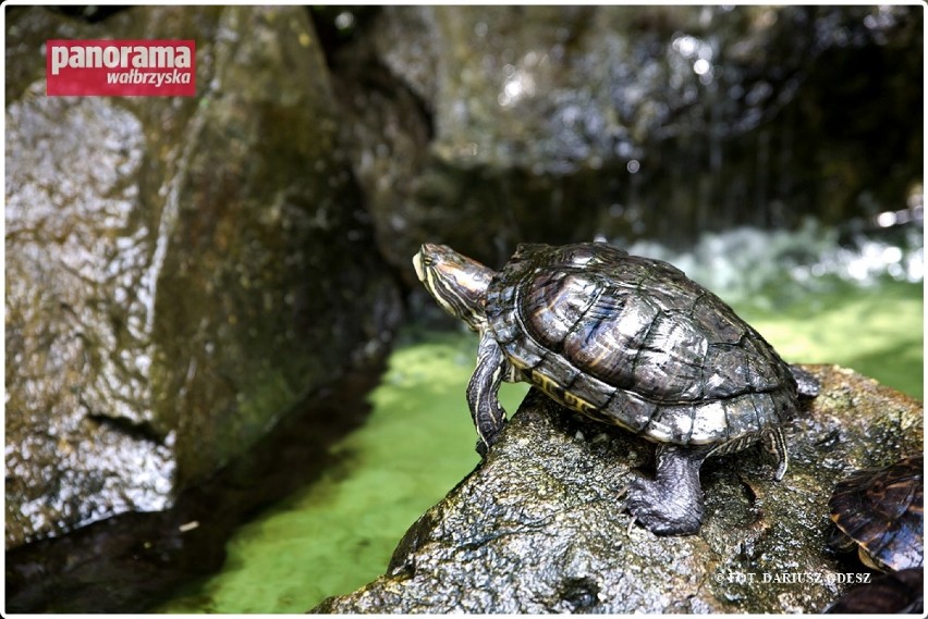 Od kilkunastu lat w wałbrzyskiej palmiarni mieszkają żółwie