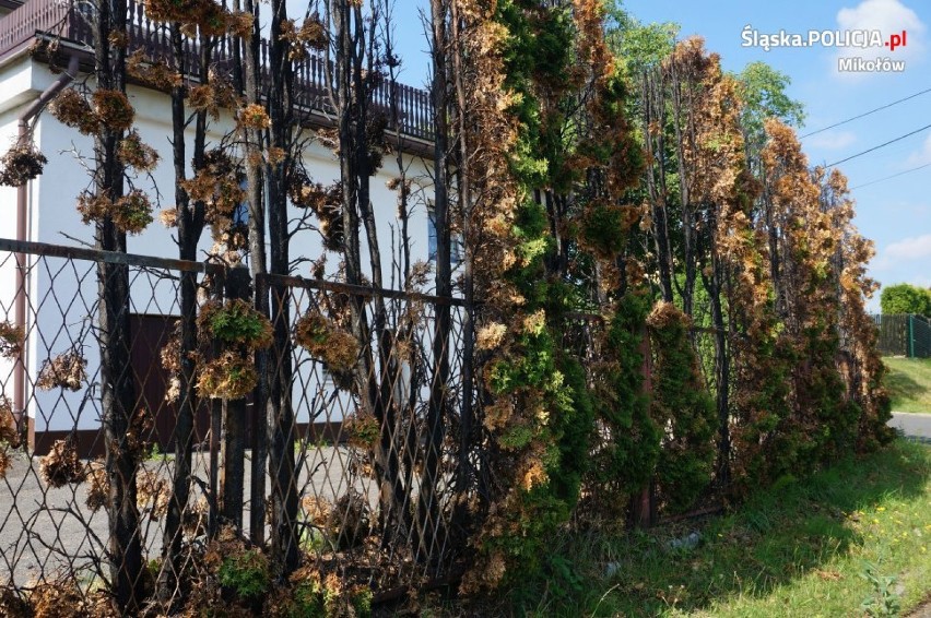 Łaziska Górne: podpalili szklarnie, drzewa i zniszczyli zjeżdżalnie. Najmłodszy miał 11 lat ZDJĘCIA