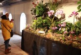 Egzotyczne rośliny z 40 krajów świata na wystawie w Fabryce Sztuki przy Tymienieckiego