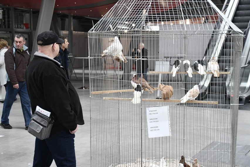 W Targach Kielce odbywa się Krajowa wystawa przepięknych gołębi, królików i ptactwa ozdobnego. Nie zwlekaj przyjdź razem z dziećmi [ZDJĘCIA]