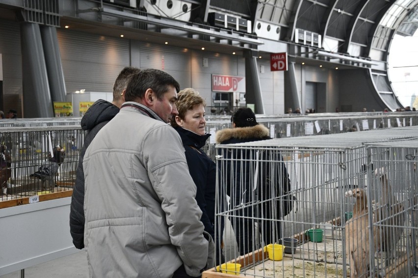 W Targach Kielce odbywa się Krajowa wystawa przepięknych gołębi, królików i ptactwa ozdobnego. Nie zwlekaj przyjdź razem z dziećmi [ZDJĘCIA]