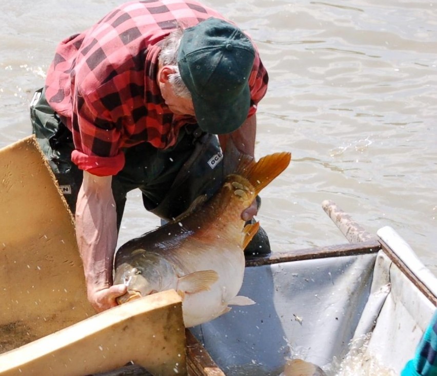 Trudne czasy dla hodowców ryb w Dolinie Karpia. Kolejny rok spadają ceny karpia. Gospodarstwa rybackie z trudem wychodzą na swoje [ZDJĘCIA]
