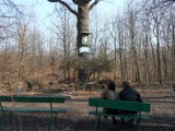 Lasy Żory: Zobacz zdjęcia z niedzielnego spaceru w lesie Dębina! FOTO