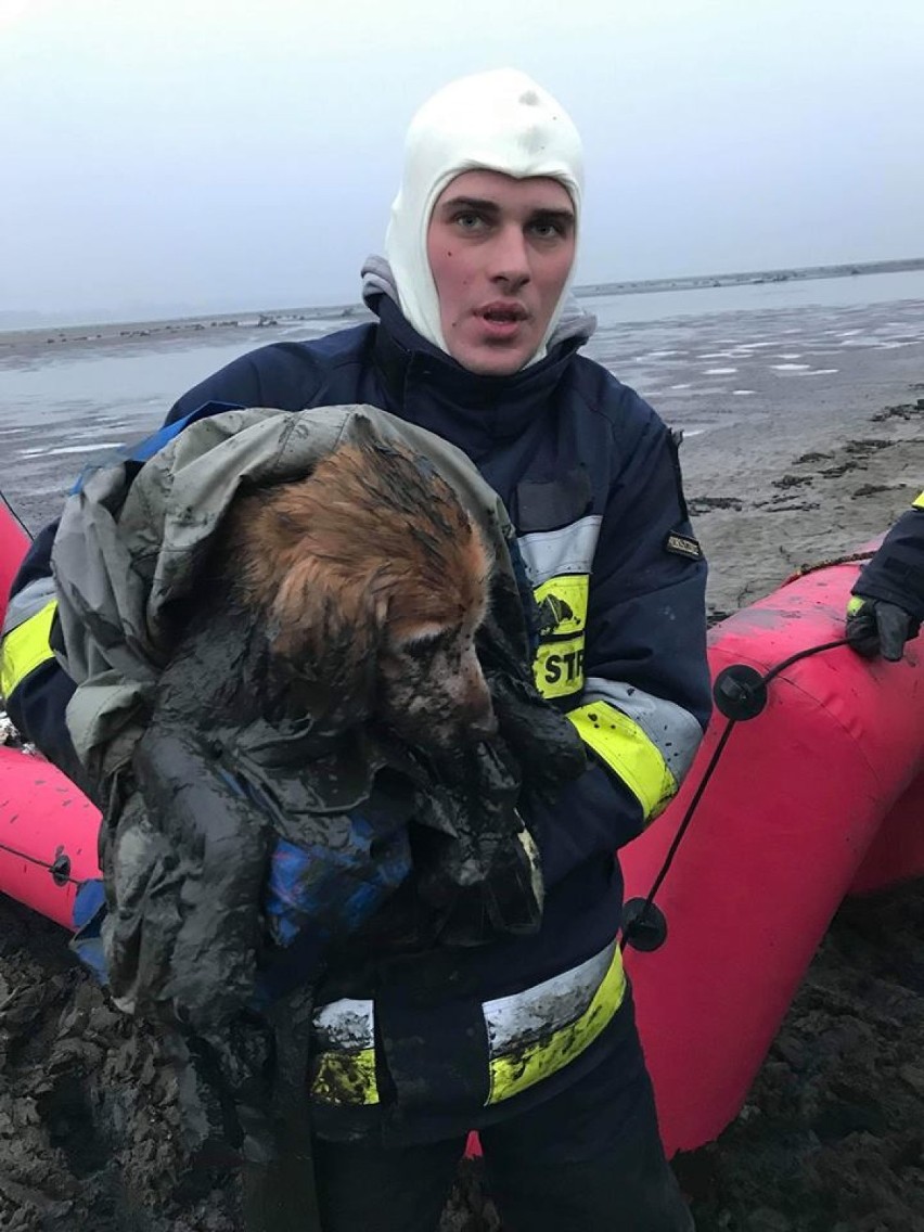 Psa, który ugrzązł w błocie na terenie zbiornika Jeziorska, uratowali strażacy (zdjęcia, filmy)