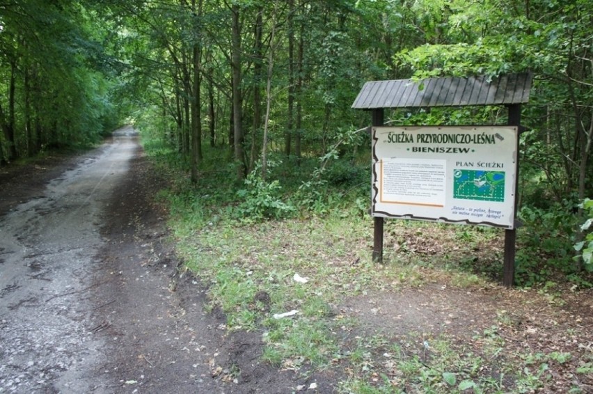 Puszcza Bieniszewska to kilka rezerwatów przyrody,...