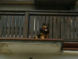 Pies kaskader uratowany przez strażników miejskich [ZDJĘCIA]