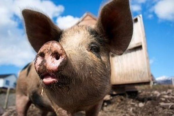 Pomysłodawcą tej akcji, zapoczątkowanej w 1985 roku, była amerykańska, ekologiczna fundacja FARM. Promuje na ochronę zwierząt i wegańską dietę.

Zobacz też:  Dzień Wędkarza. Ryby czekają w wodzie 