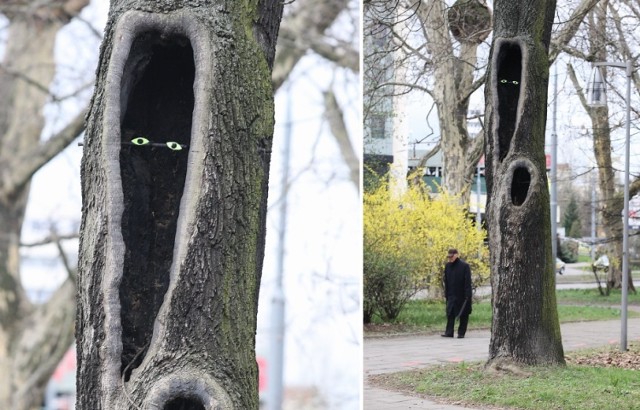 Patrzące drzewo w parku Żeromskiego w Szczecinie